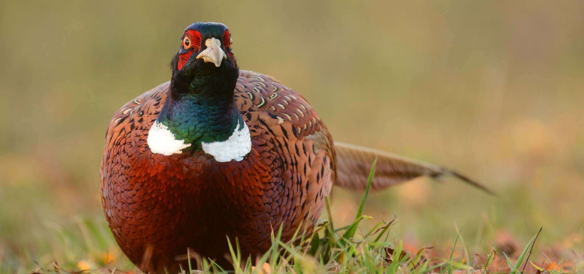 Michigan's Thumb is top spot in state for pheasants